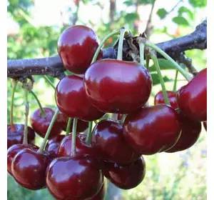 Вишня "Подбельська" Вишня "Подбельська"