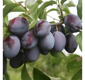 Слива "Богатирська" Слива "Богатирська"