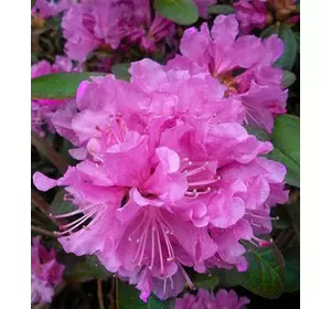 Рододендрон "P.J.M. Elite" Рододендрон "P.J.M. Elite"