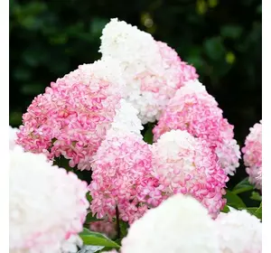 Гортензія Pink Rose Гортензія Pink Rose