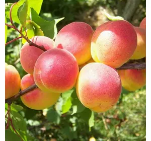 Персик "Рясний" Персик "Рясний"