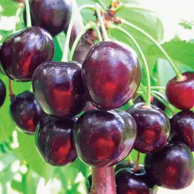 Черешня "Стаккато"