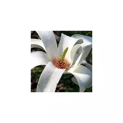 Магнолія оголена (Magnolia denudata)