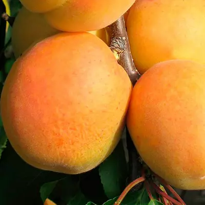 Абрикос "Сандроп"