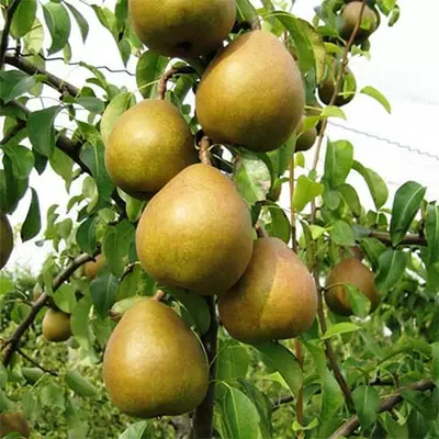 Груша "Анжеліс"