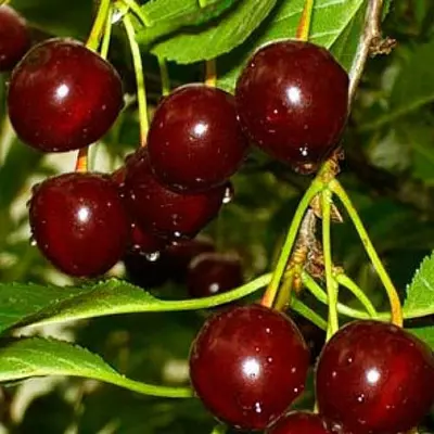 Вишня "Ксенія"