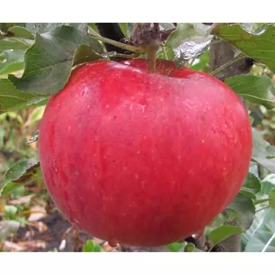 Яблуня "Аскольда"