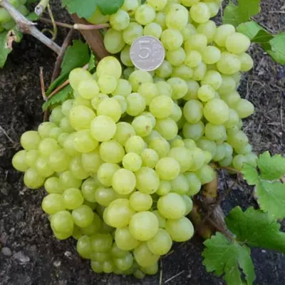 Виноград "Кишмиш Володар"