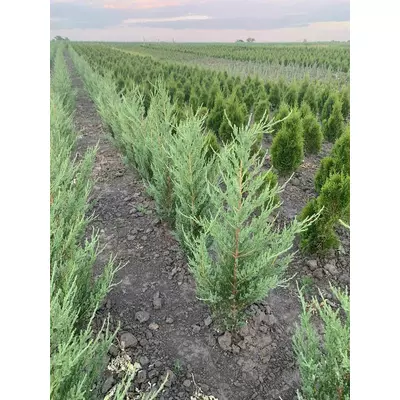 Ялівець Блу Роу (Blue Row), висота 1 м