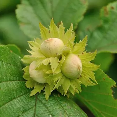 Фундук "Пиріжок" 2 - річний