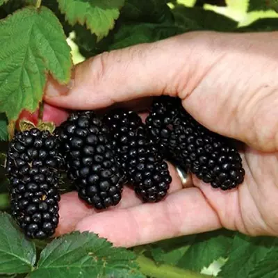 Ожина "Смутстем"