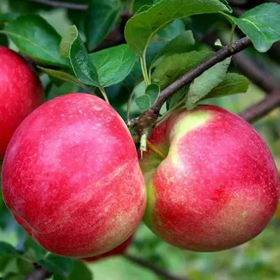 Яблуня "Амулет"
