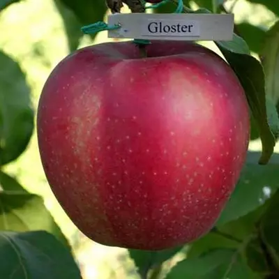 Яблуня "Глостер"