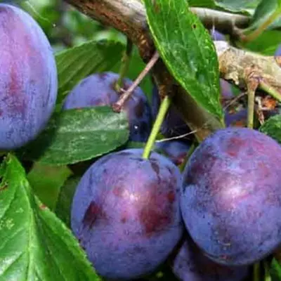 Слива "Волошка"