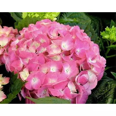 Гортензія Вічне літо широколистна