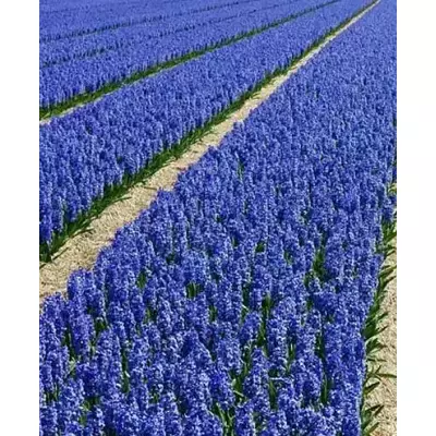 Лаванда Лоддон Блю