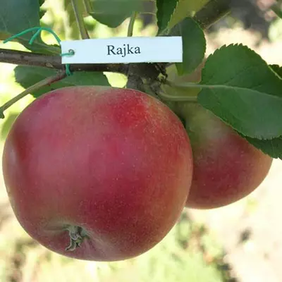 Яблуня "Райка Рекорд"