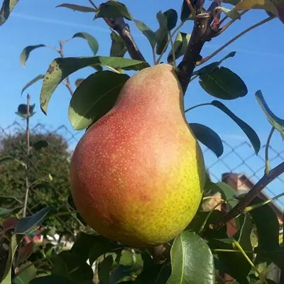 Груша "Ліра"