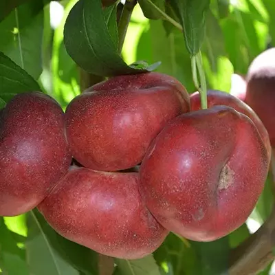 Нектарин "Концентіна"