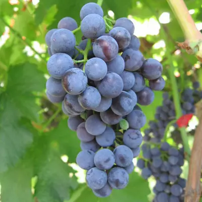 Виноград "Каберне Кортіс"