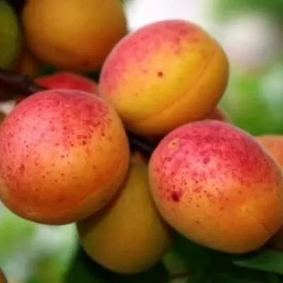 Абрикос "Баржерон"