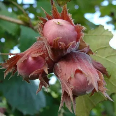 Фундук "Сирена" 2 - річний