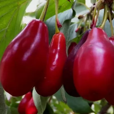 Кизил "Костя"