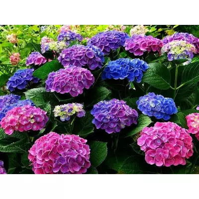 Гортензія Хамелеон