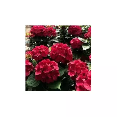 Гортензія Фламенко