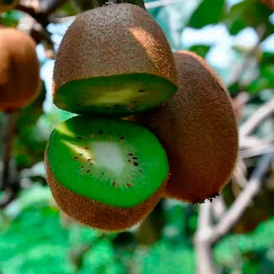 Ківі "Хейворд" (жіночий)