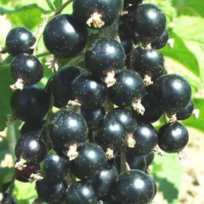 Смородина "Орест"