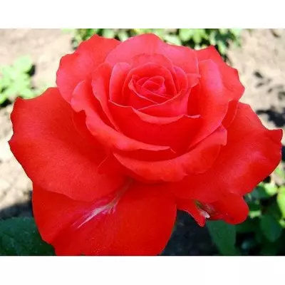 Роза Голд Перн Штейн