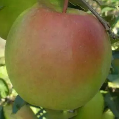 Яблуня "Пепенка"
