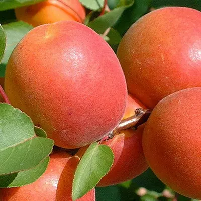 Абрикос "Ерлі Блаш"