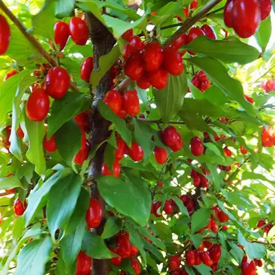 Кизил "Євгенія"