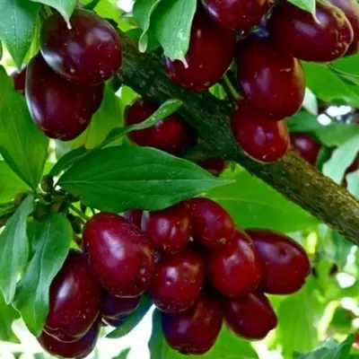 Кизил "Володимирівський"