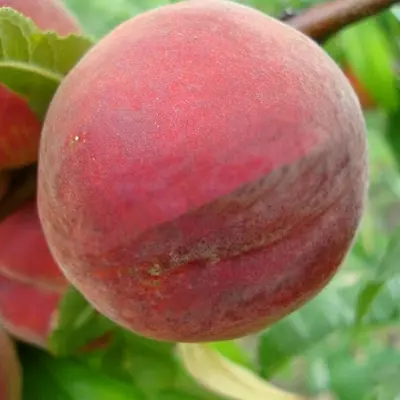 Персик "Спрінг Голд"