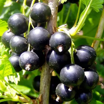 Смородина "Гоферт"