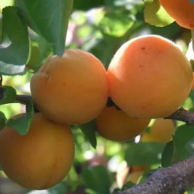 Абрикос "Персиковий"
