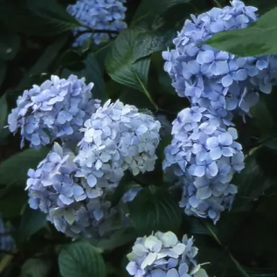 Гортензія Нігра широколистна