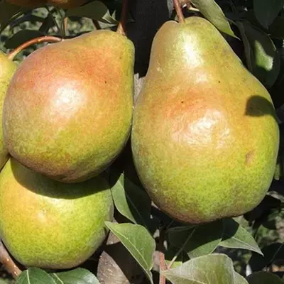 Груша "Еріка"