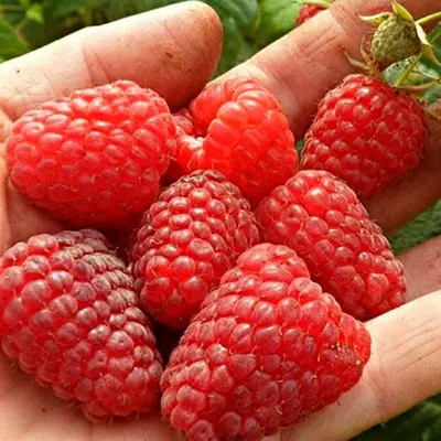 Малина "Маравілла"