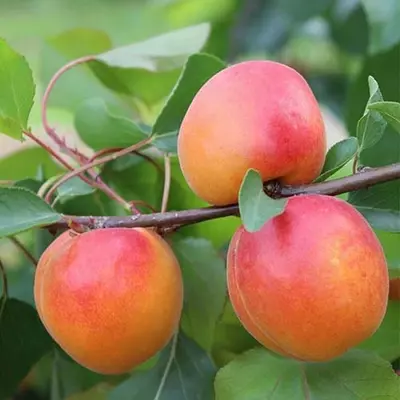 Абрикос "Спрінг Блаш"