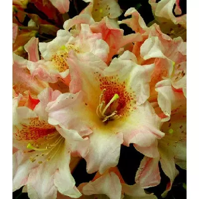 Рододендрон "Flautando"