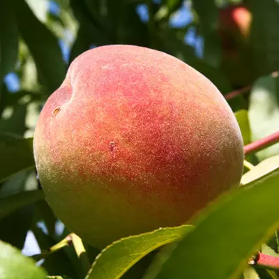 Персик "Чарівний"
