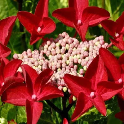 Гортензія Rotschwanz