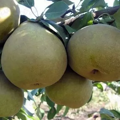 Груша "Етюд"