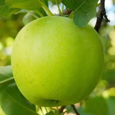 Яблуня "Мутсу"