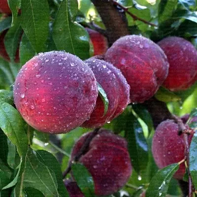 Персик "Річ леді"