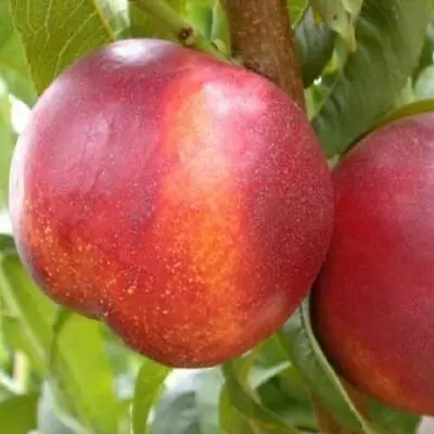 Нектарин "Фентезі"